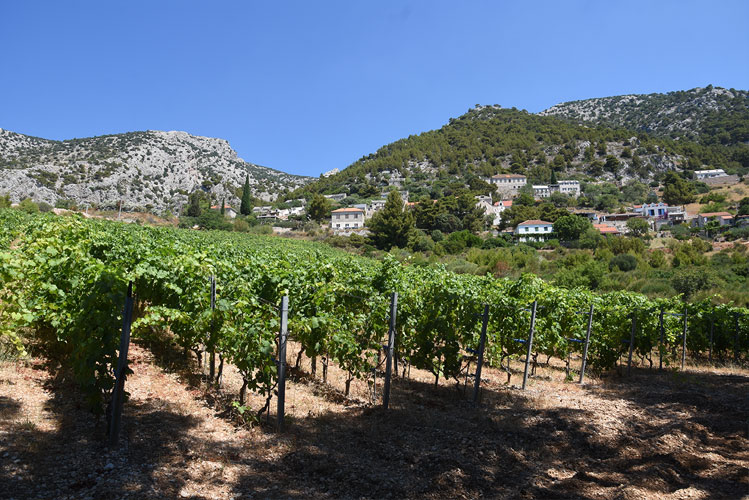 Vineyard on island Brač in Croatia