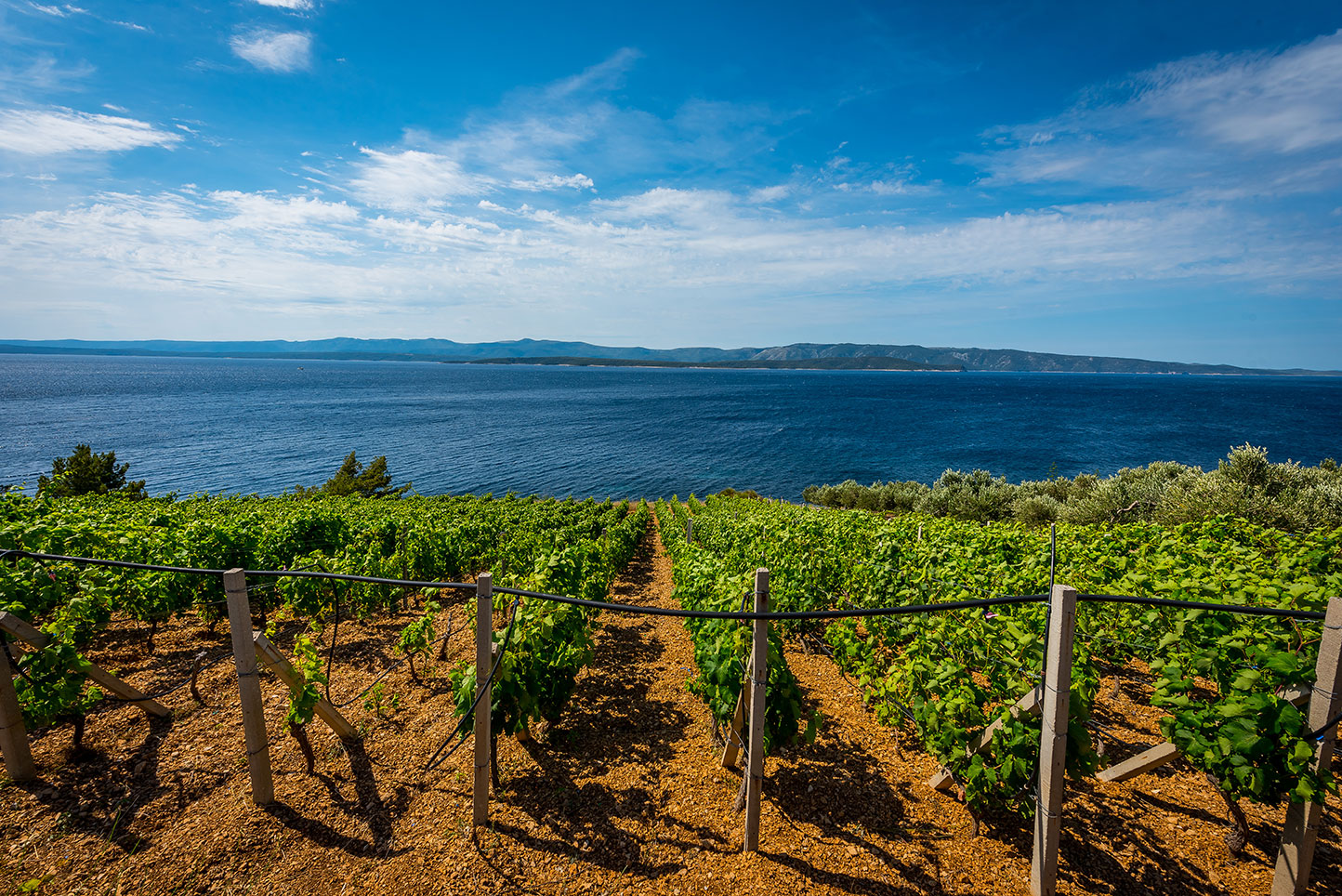 Wine Hvar